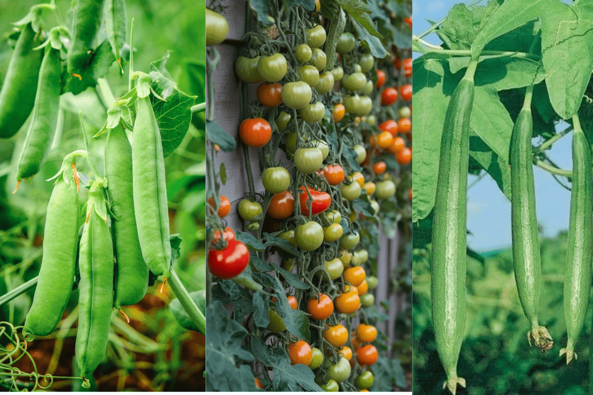 Easy Winter Vine Vegetables: सर्दियों में आसानी से उगाएं बेल वाली सब्जियां – टमाटर, मटर, लौकी, कद्दू, खीरा, करेला और सेम