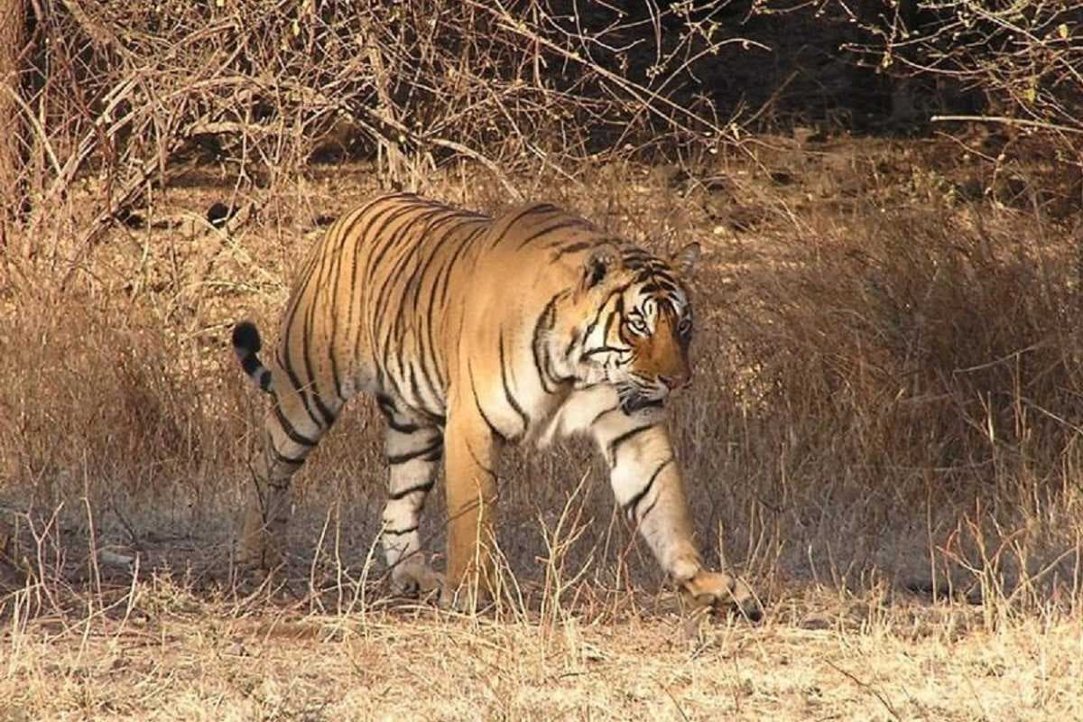 Bihar News: जंगल से आया, जबड़े में जकड़ा और उठा ले गया, बाघ के हमले से दहशत में लोग