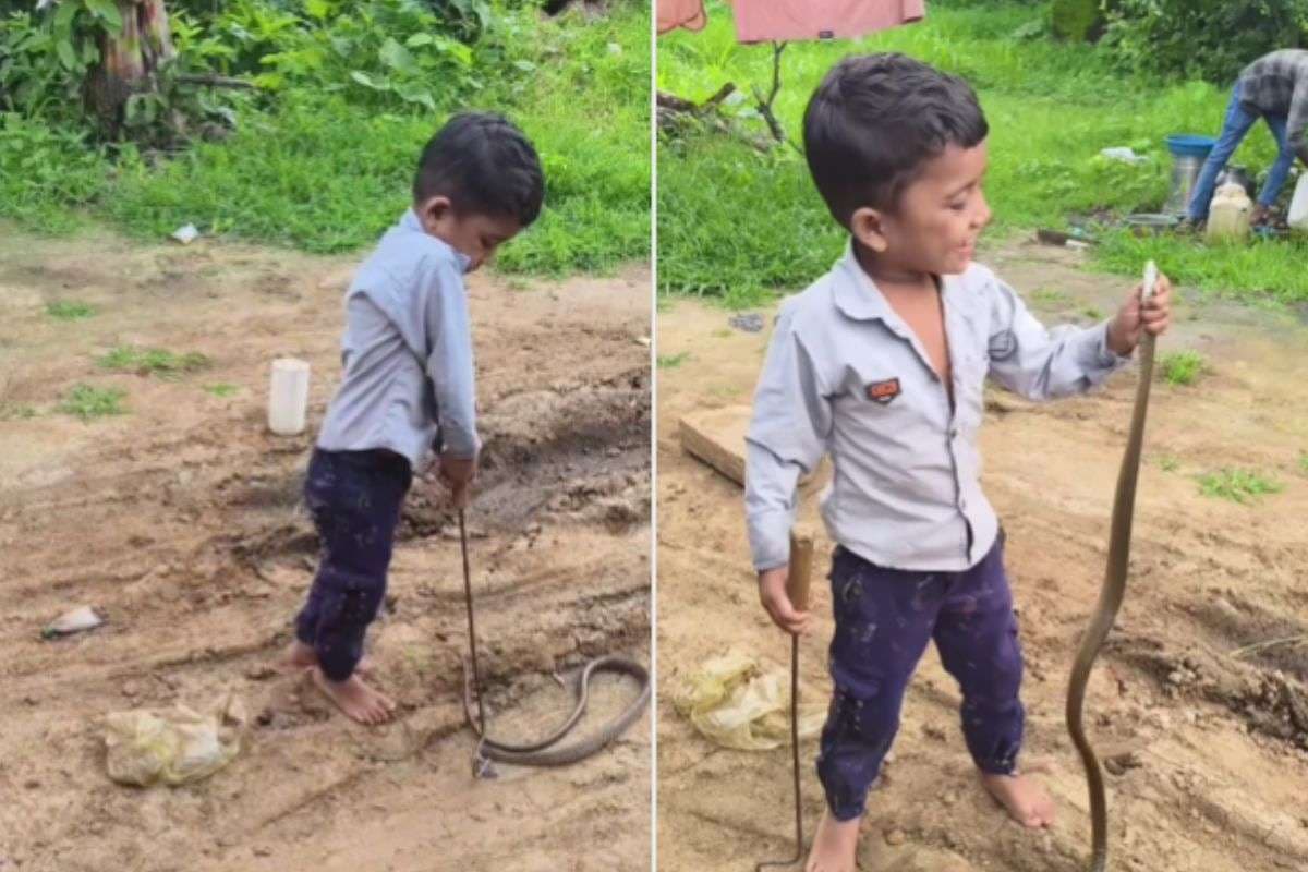 Viral Video: किसने कहा सांप पकड़ना बच्चों का खेल नहीं है, छोटू का कारनामा देख नहीं होगा आंखों पर यकीन