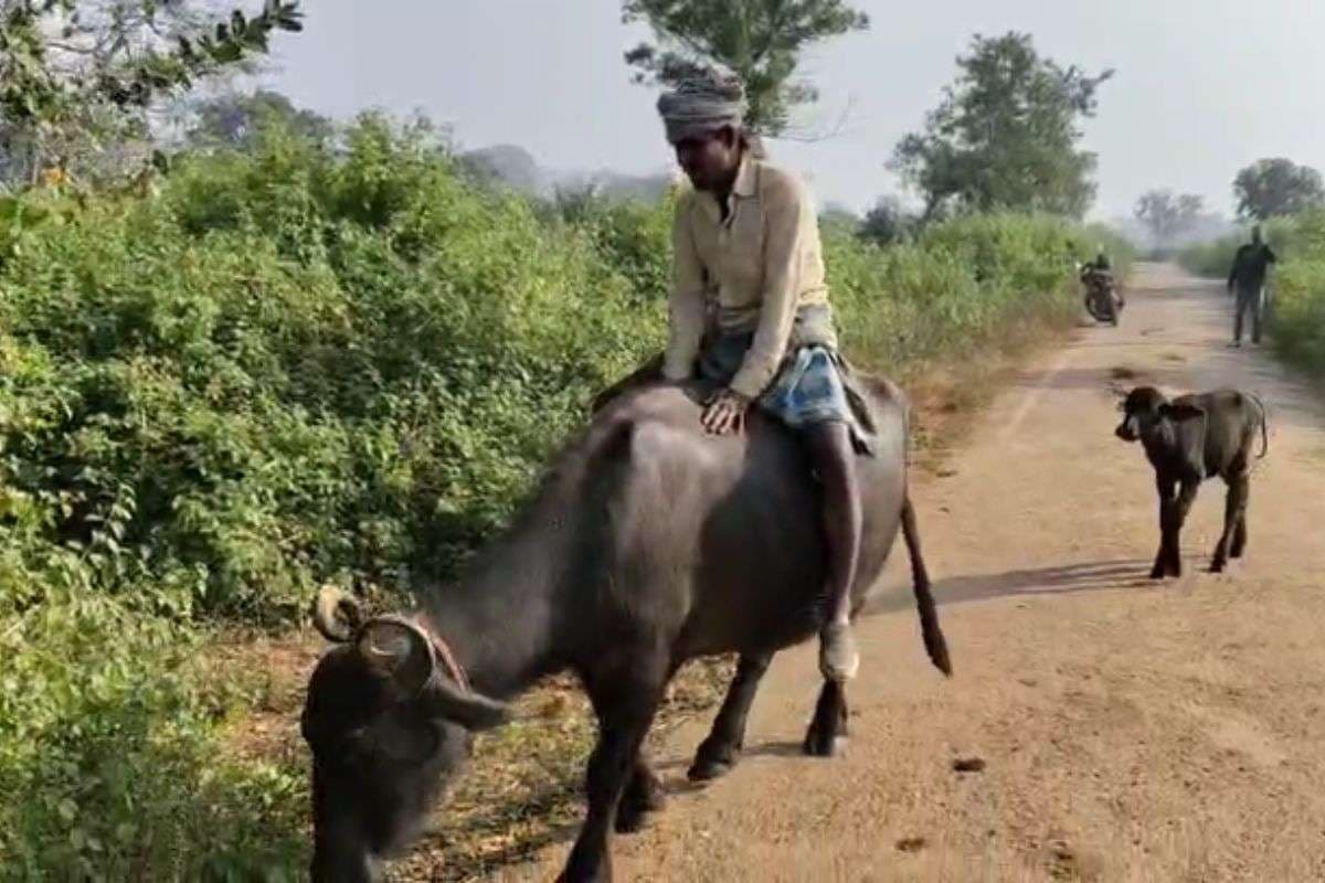 Bihar Election 2025 Video Voters arrived to vote on buffalo vidhansabha chunav