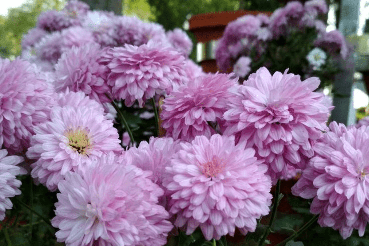 Cold weather garden care