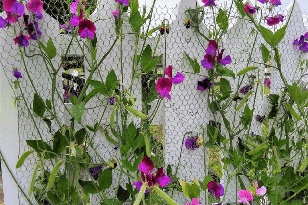 Flower To Grow In Winter