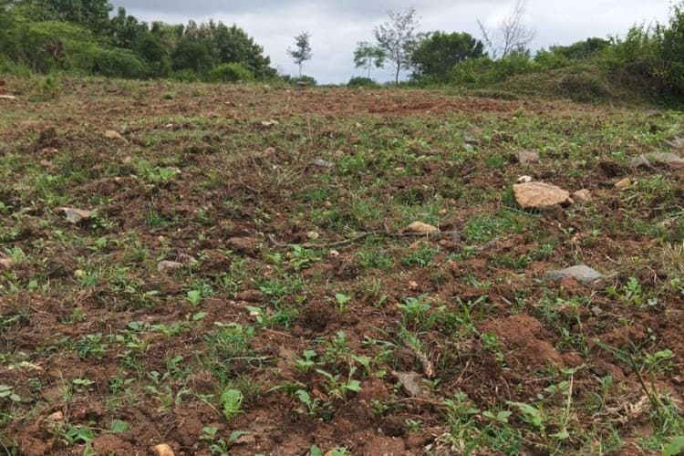 43 साल पुरानी जमीन ‘गायब’! सर्वे टीम ने 5.55 एकड़ दूसरे के नाम कर दी, डीसी ने दिए जांच के आदेश