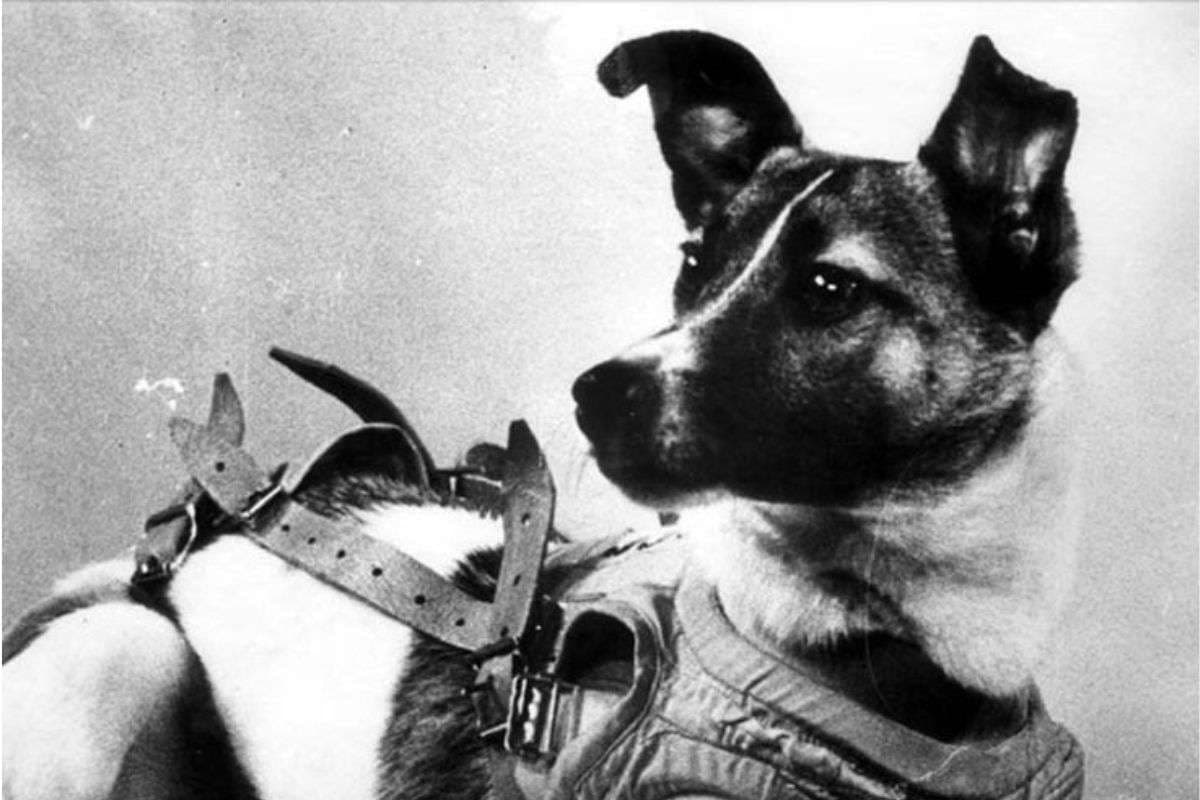 वो बदनसीब कुत्ता जो अंतरिक्ष में ही मर गया, धरती नहीं हुई नसीब, बना था इतिहास का पहला स्पेस डॉग