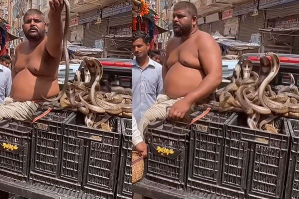 Viral Video: सब्जी की तरह जहरीले सांप बेचता नजर आया शख्स? खौफनाक वीडियो पर उठ रहे सवाल