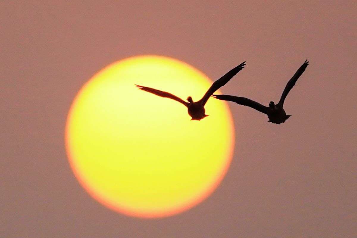 प्रवासी पक्षियों से गुलजार होने लगे जलाशय, हर साल 25-30 हजार पक्षी आते हैं झारखंड