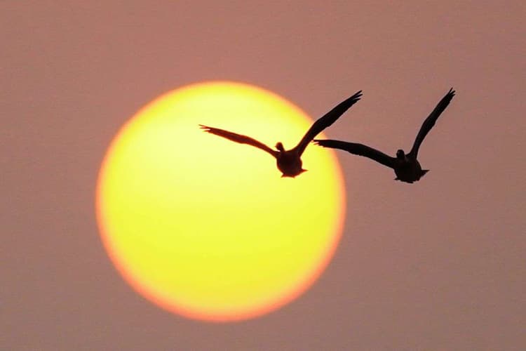 प्रवासी पक्षियों से गुलजार होने लगे जलाशय, हर साल 25-30 हजार पक्षी आते हैं झारखंड