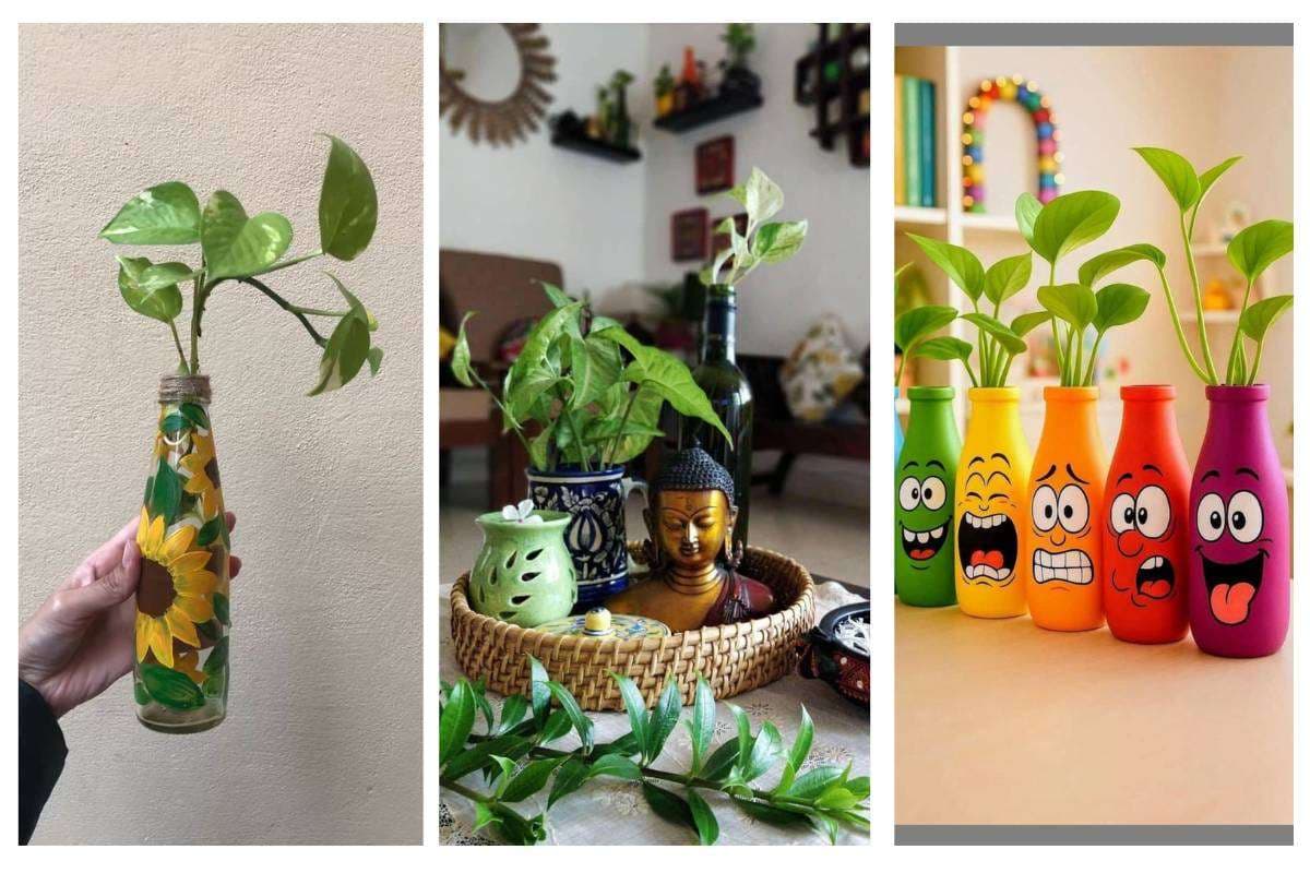 Money Plant Decoration in Kitchen