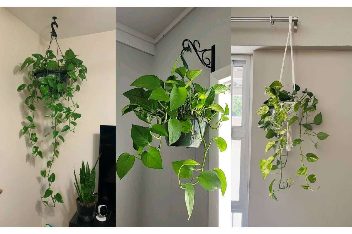 Money Plant Decoration on Wall
