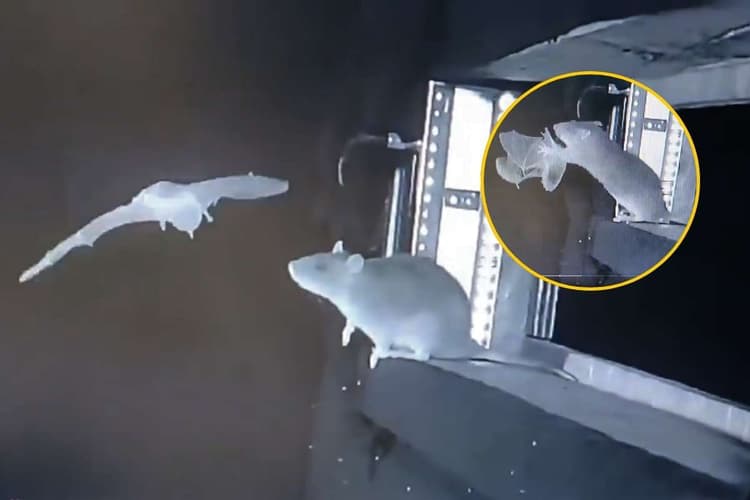 चूहे कर रहे चमगादड़ का शिकार, पहली बार दिखे इस नजारे से वैज्ञानिकों में डर, दुनिया में आ सकती है नई महामारी