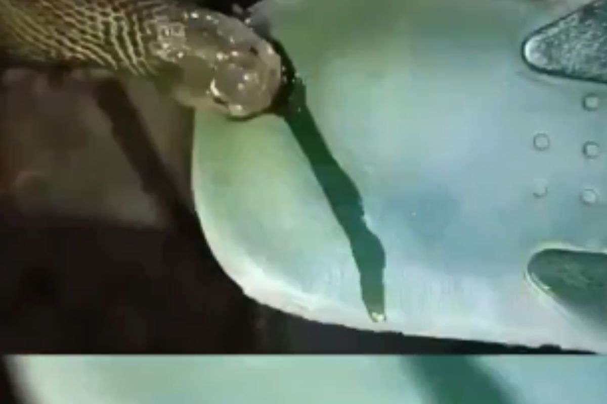 Viral Video : काटते वक्त कितना जहर छोड़ता है सांप, देखें 19 सेकंड के वीडियो में