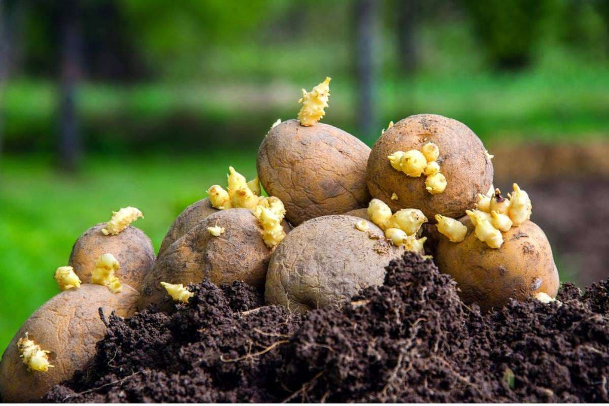 Sprouted Potato Images