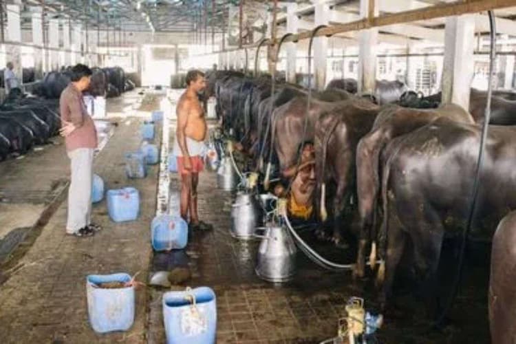 डेयरी बिजनेस के लिए सरकार देती है 42 लाख का लोन और सब्सिडी, जानें आवेदन प्रॉसेस