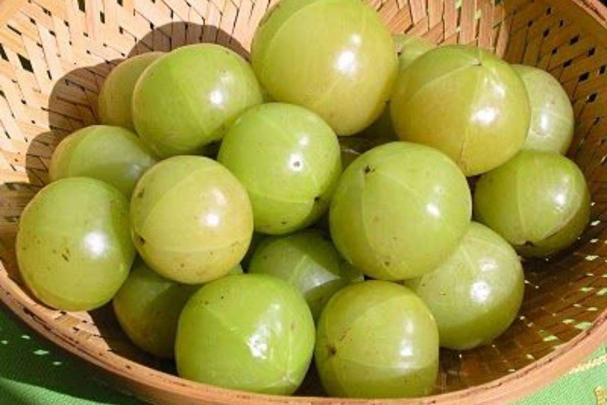 Amla ki Launji Recipe in Hindi