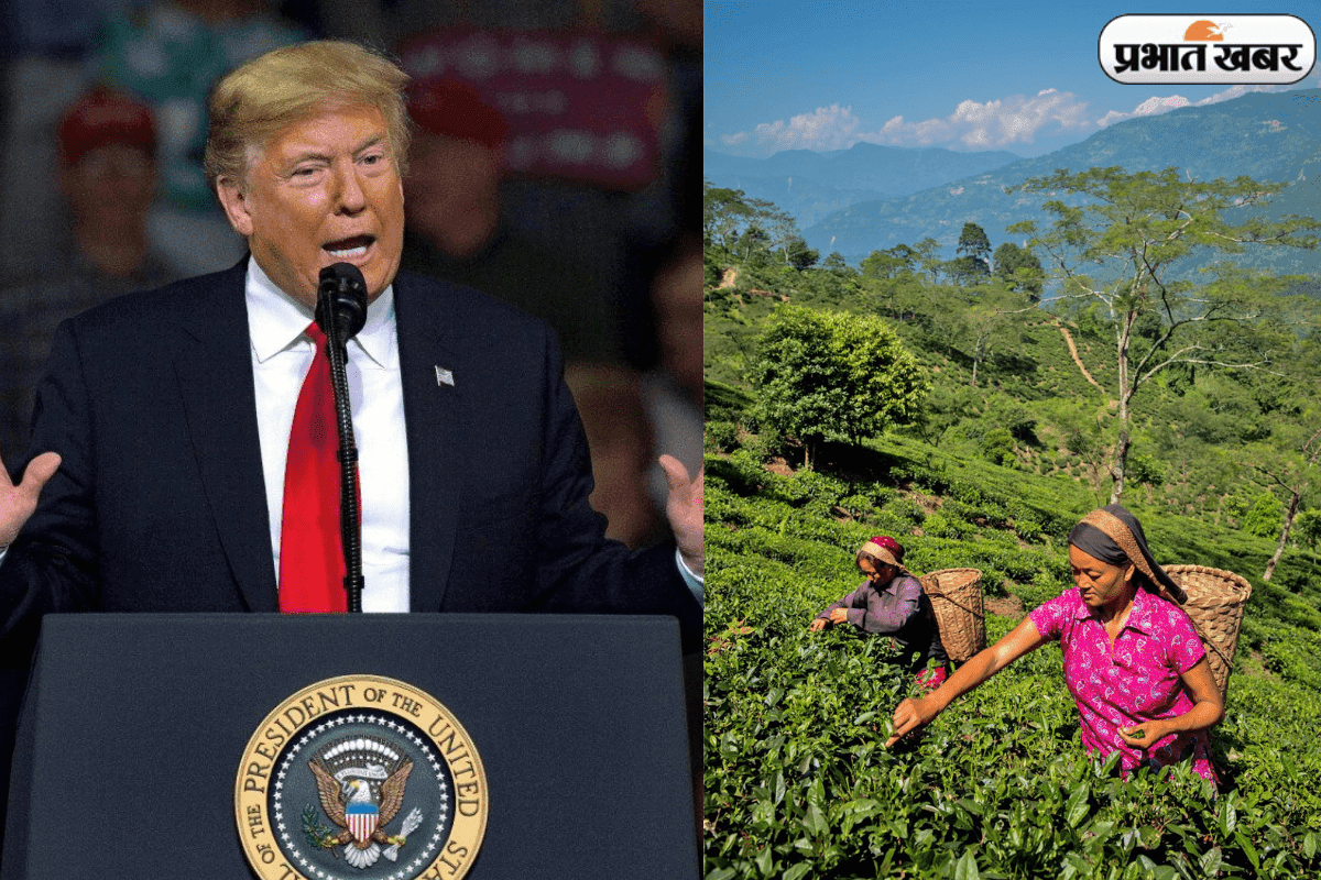 Trump Tariff Rollback: US ने चायपत्ती पर से टैक्स हटाया, पर भारत को मिला बस ‘सिप’ भर फायदा!