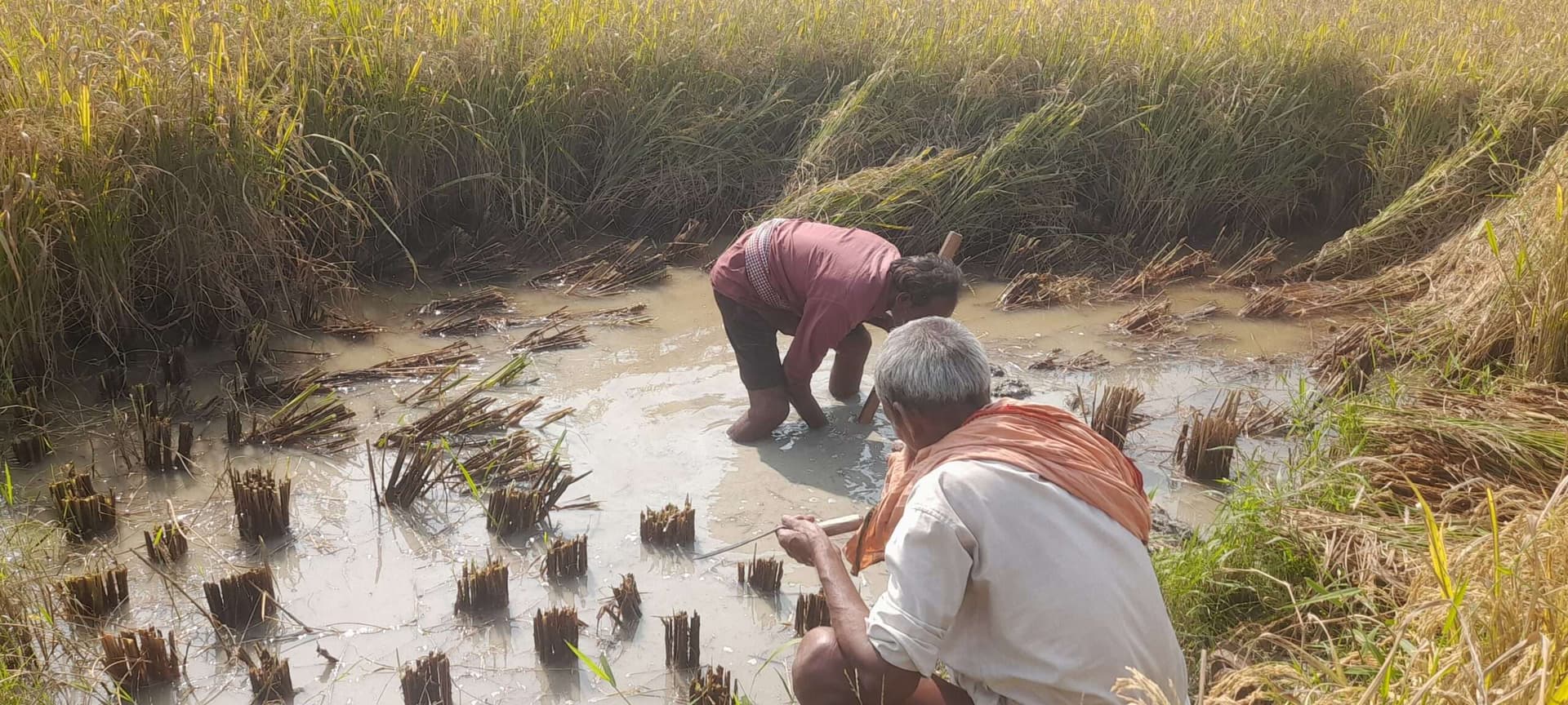 Darbhanga News: पानी एक जगह करने के लिए खेत में गड्ढा खोद रहे किसान