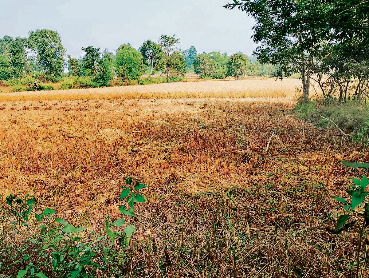 Chaibasa News : मझगांव में 25 हाथियों के झुंड ने पांच घर तोड़े