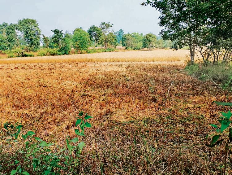 Chaibasa News : मझगांव में 25 हाथियों के झुंड ने पांच घर तोड़े