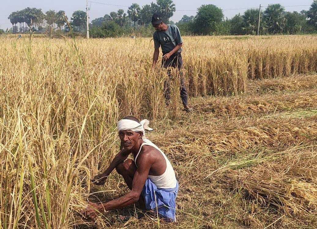 दो लाख क्विंटल धान खरीद का लक्ष्य, लैंप्सों की तैयार हो रही सूची