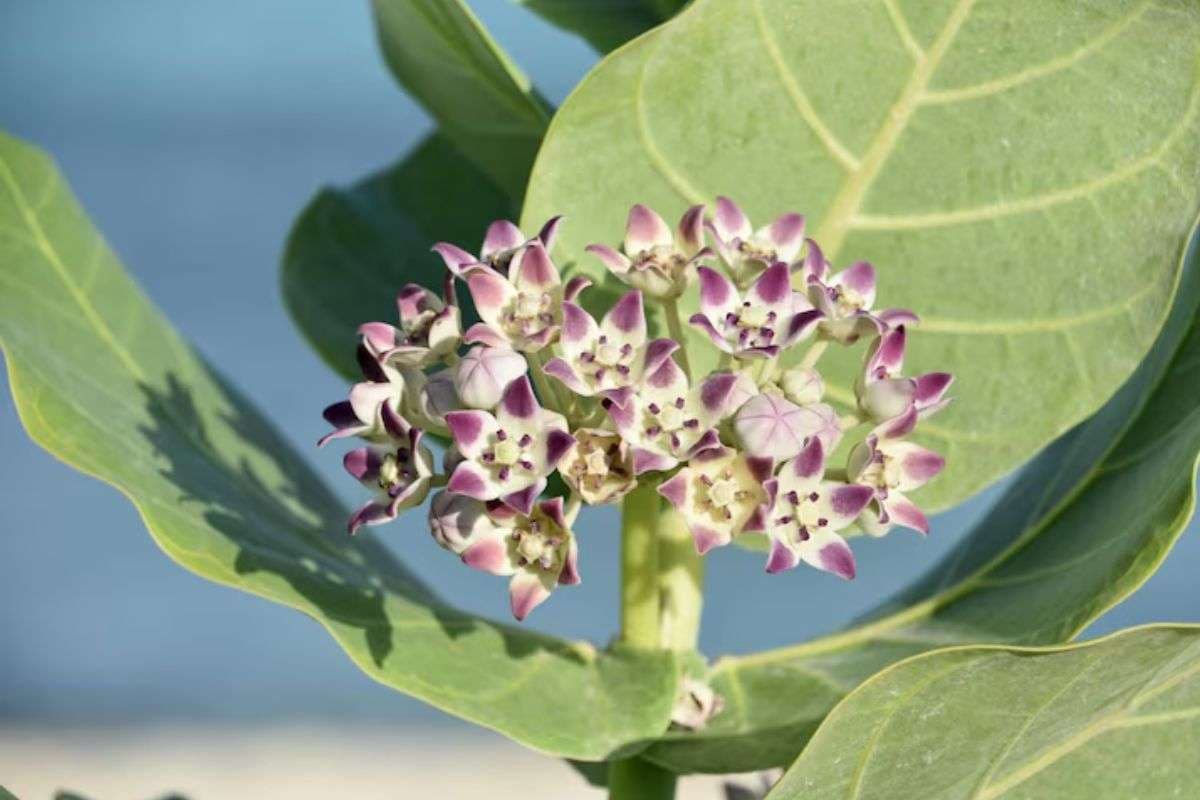 Aak Plant Upay: ग्रह दोष शांत करने से लेकर सुख समृद्धि तक, इस पौधे के हैं कई धार्मिक और ज्योतिषीय फायदे