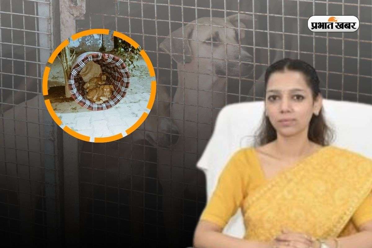 कौन हैं बागपत की DM? ठिठुरने वाली इस ठंड में, बेजुबान कुत्तों के लिए उठाया बड़ा कदम