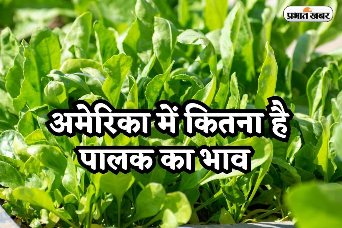 Palak Price in America