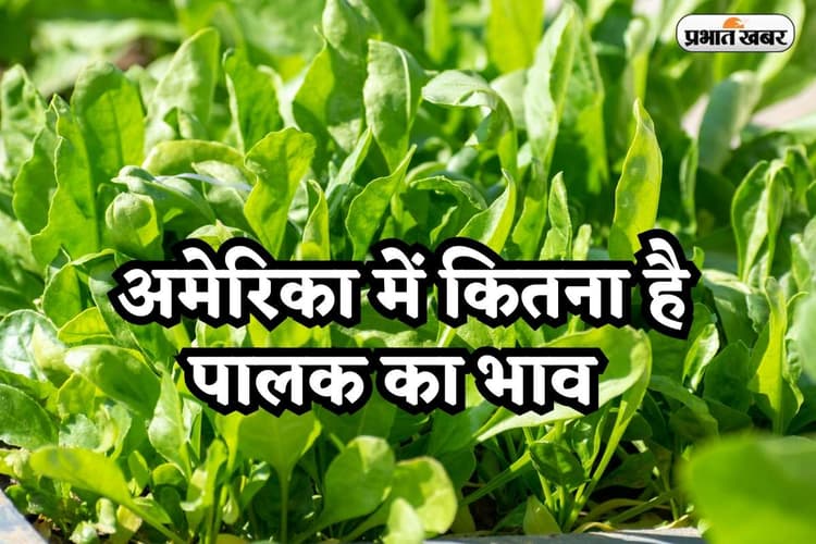 Palak Price in America: अमेरिका में कितना है पालक का भाव? कीमत जानकर रह जाएंगे दंग