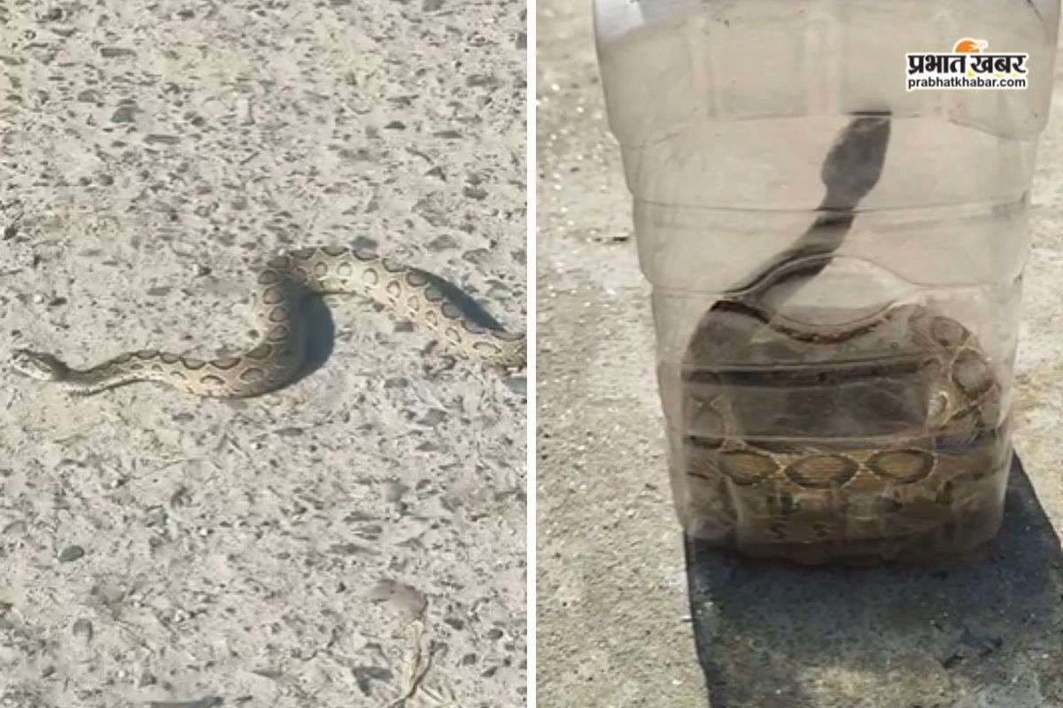 एक चूक और हो सकता था बड़ा हादसा! जलालगढ़ PHC से रेस्क्यू हुआ रसेल वाइपर सांप 