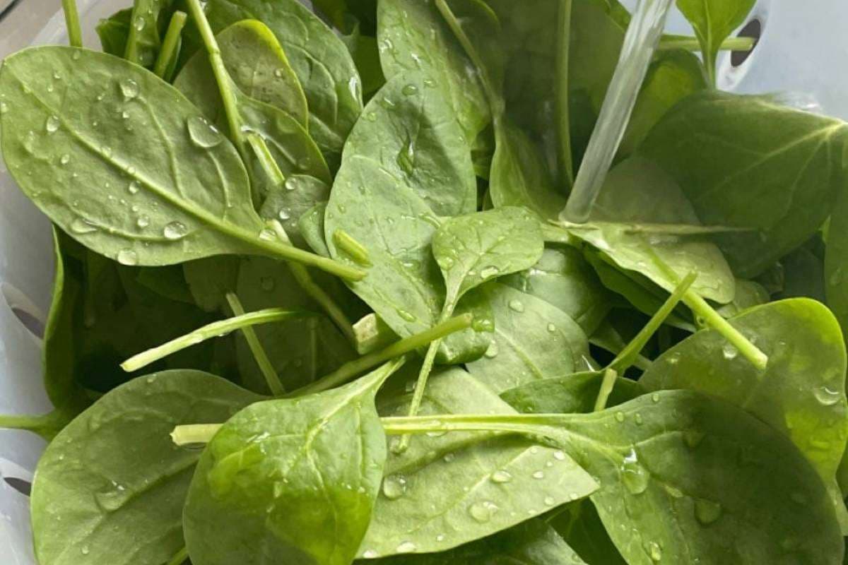 Palak Bajra Puri Recipe Ingredients