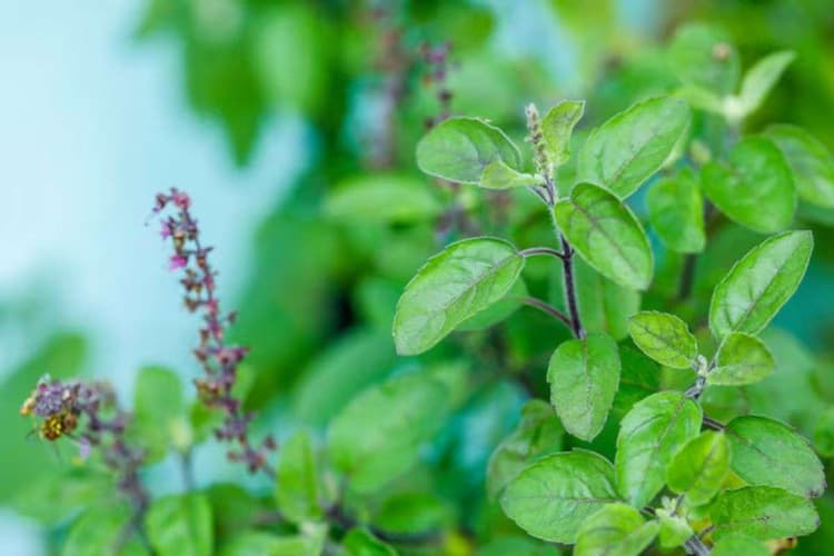 Tulsi Plant Vastu Tips: तुलसी के पास भूलकर भी न रखें ये चीजें, नहीं तो हो सकता है अशुभ प्रभाव