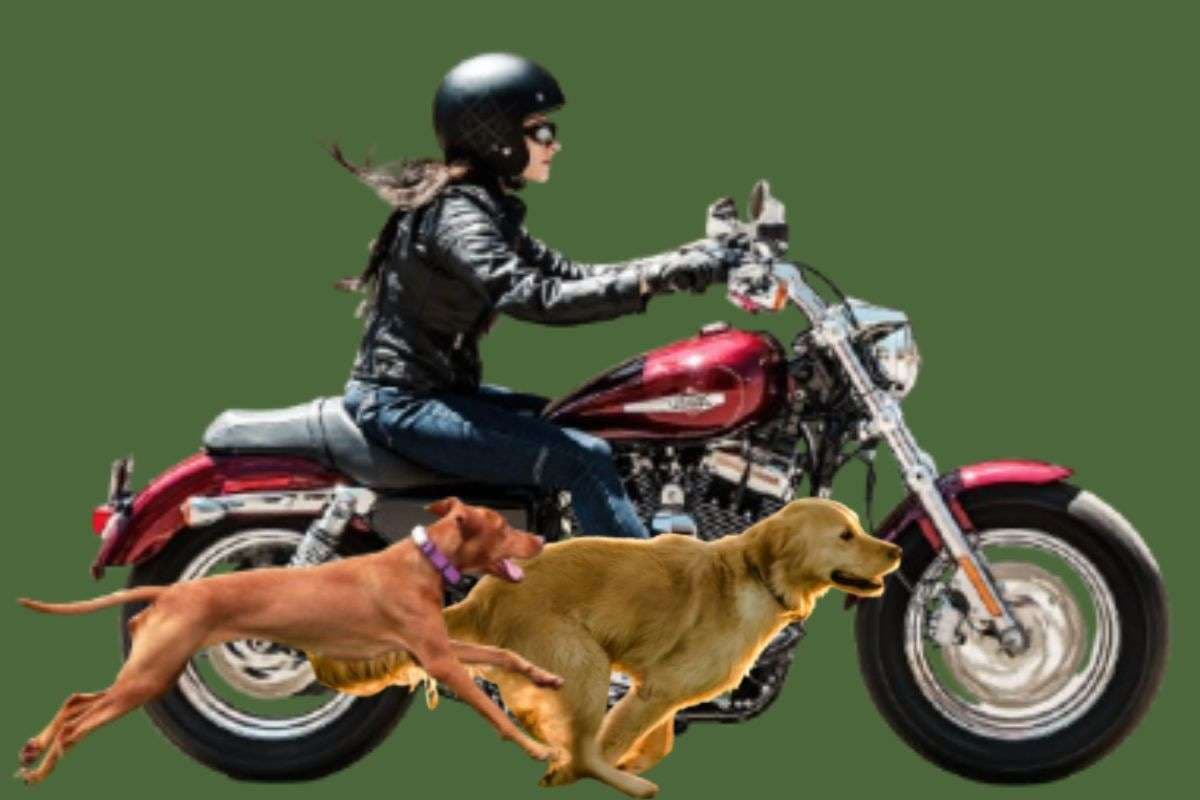 आधा भारत नहीं जानता गाड़ियों के पीछे क्यों भागते हैं कुत्ते, जान जाएगा तो रेस नहीं लगाएगा