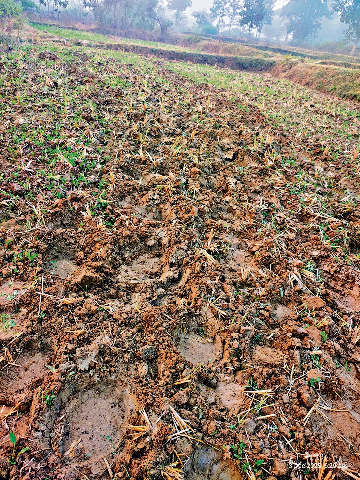 Chaibasa News : कुमारडुंगी : हाथियों ने दो एकड़ में सरसों की खेती रौंदी, मुआवजा मांगा