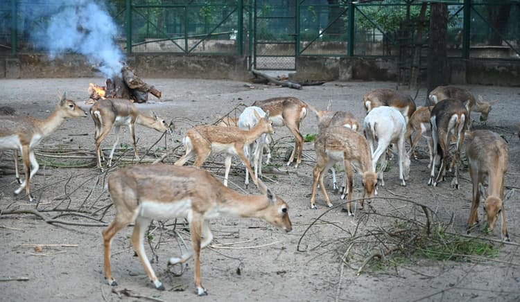 Bokaro News : बोकारो जैविक उद्यान में बढ़ेगा हिरण सहित कई पशु-पक्षियों का कुनबा