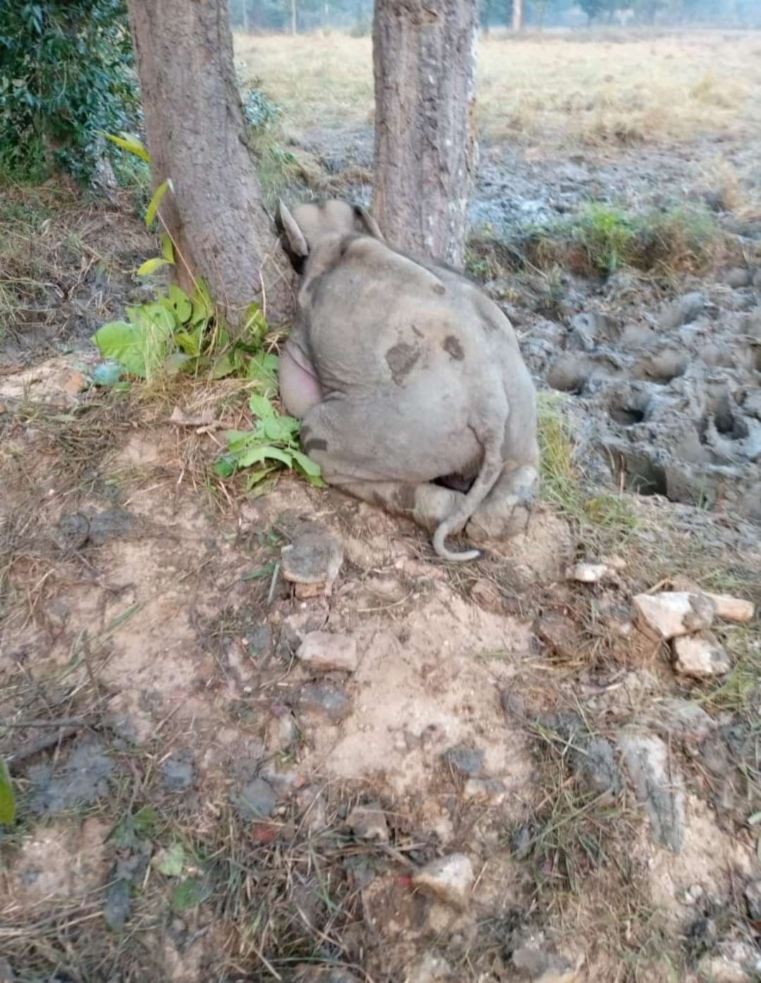 Chaibasa News : मंझारी जंगल में दो पेड़ों के बीच रातभर फंसा रहा हाथी