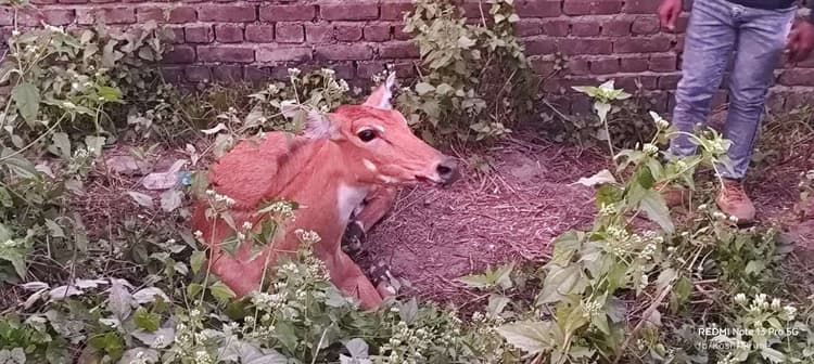 वाहन की ठोकर से नीलगाय घायल