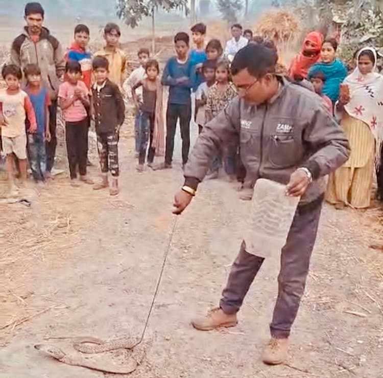 फुलवरिया में मुर्गी फार्म में घुसा कोबरा, एक घंटा बाद रेस्क्यू टीम ने पकड़ा