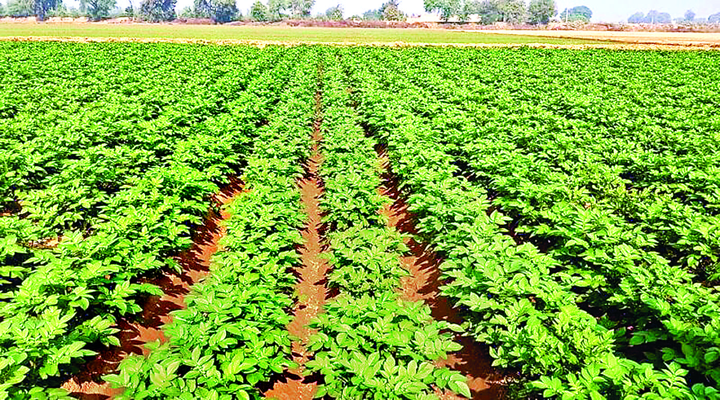 Buxar News : आलू की फसल में झुलसा रोग का खतरा, किसानों को सतर्क रहने की सलाह