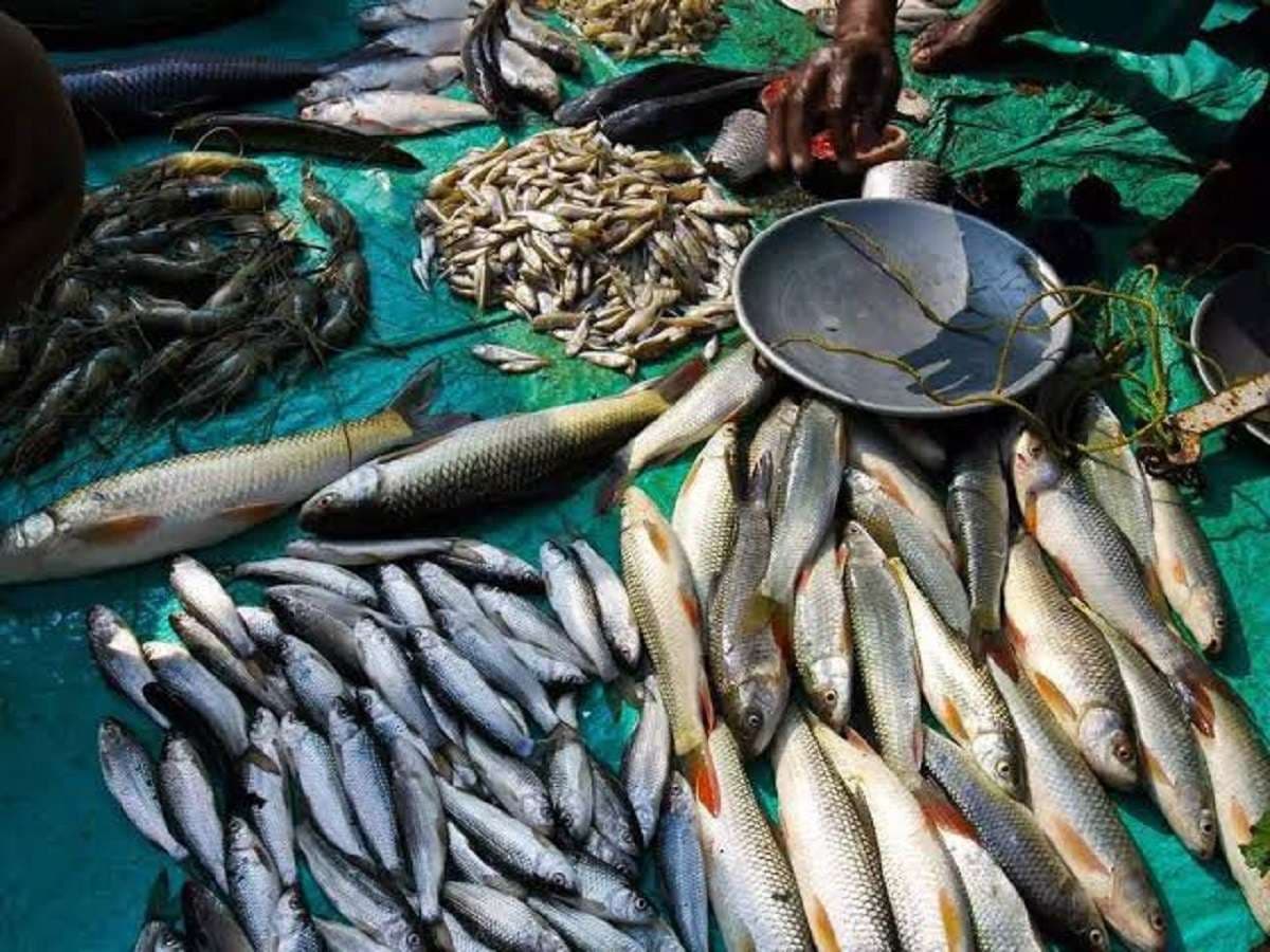 Bihar News: मांस-मछली उत्पादन में राष्ट्रीय औसत से आगे, दूध उत्पादन में 9वें स्थान पर बिहार