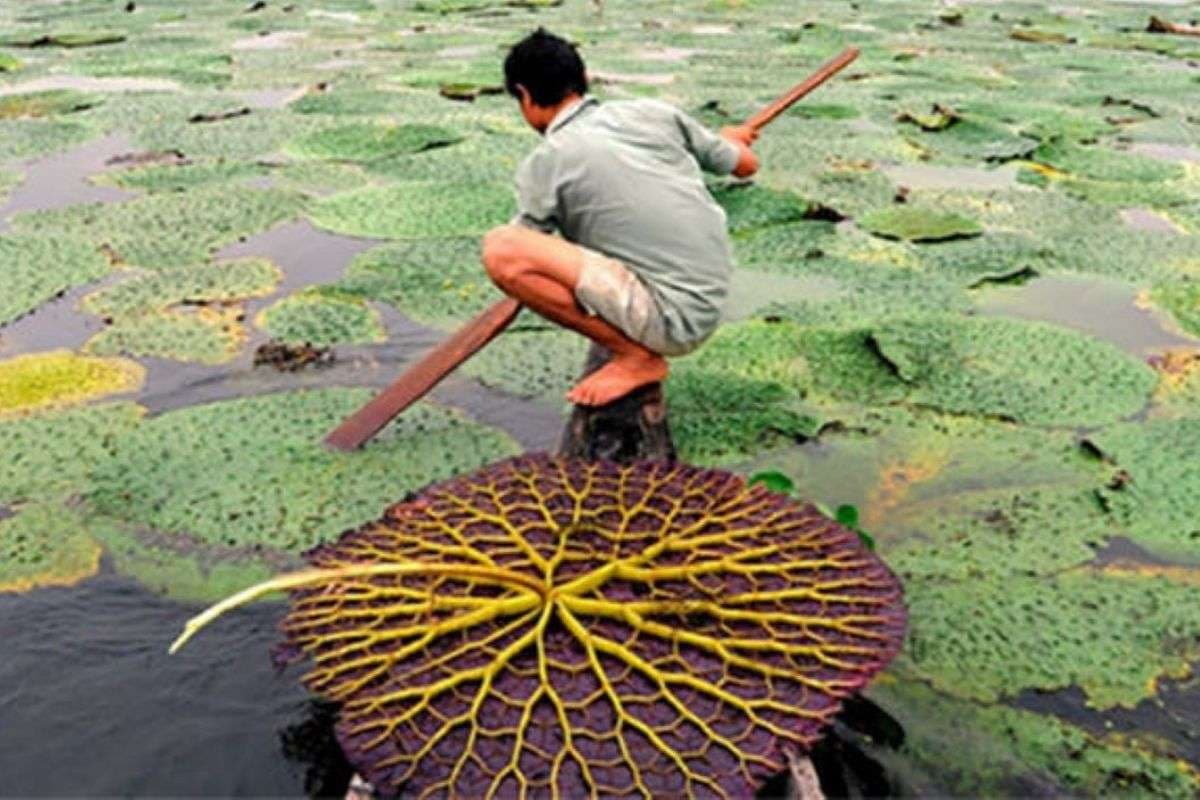 अब मॉडर्न टेक्निक के इस्तेमाल से होगी मखाना की खेती, बढ़ेगी किसानों की आमदनी 