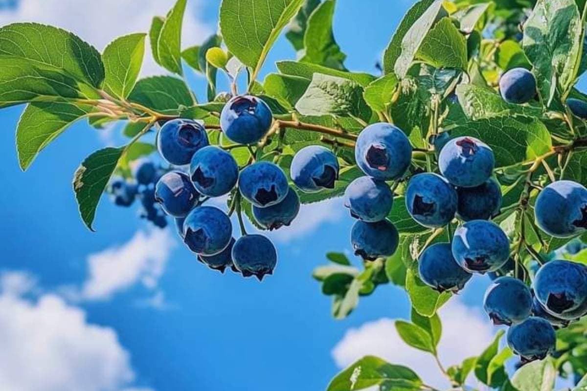 Blueberries