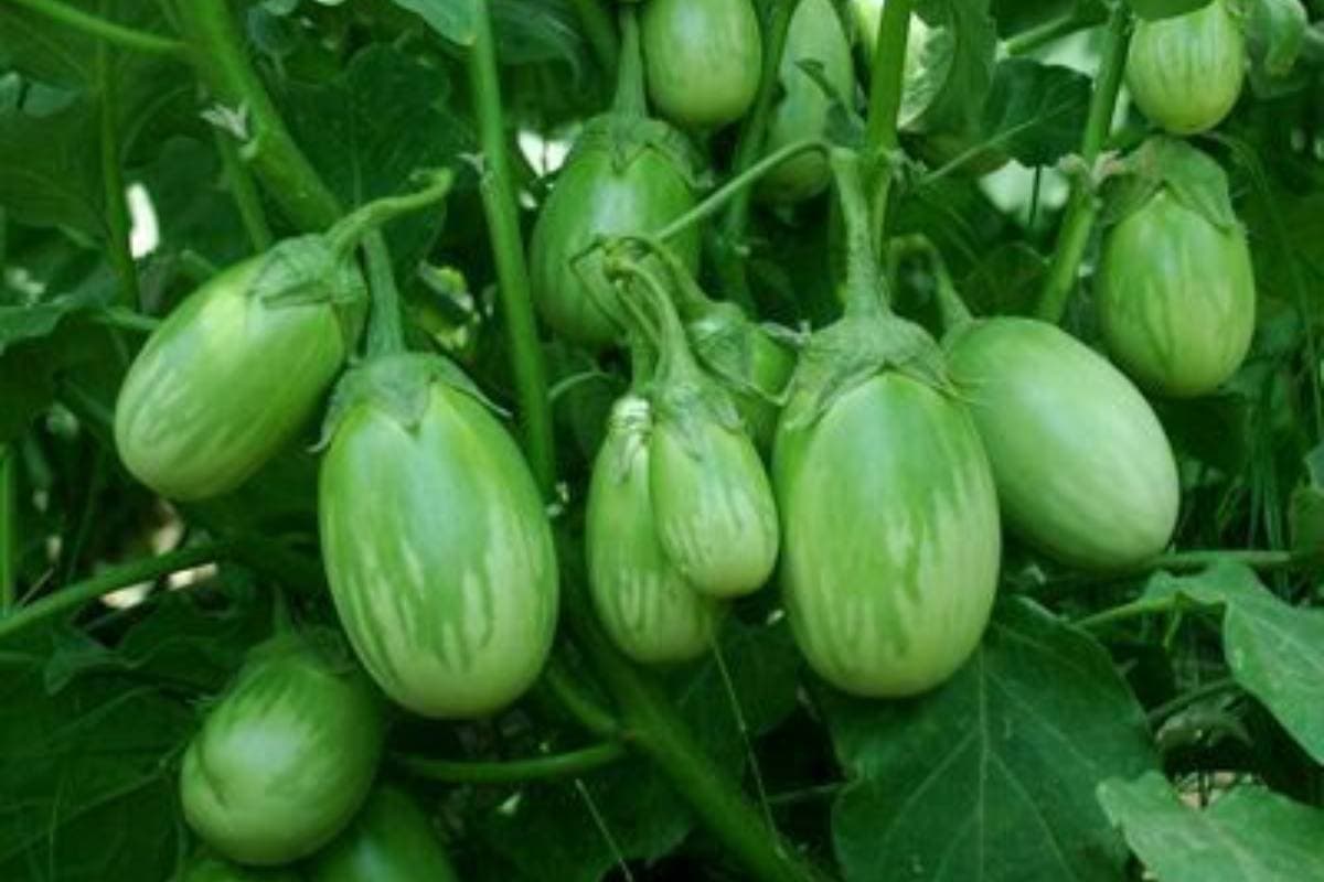 Fresh brinjal vegetable