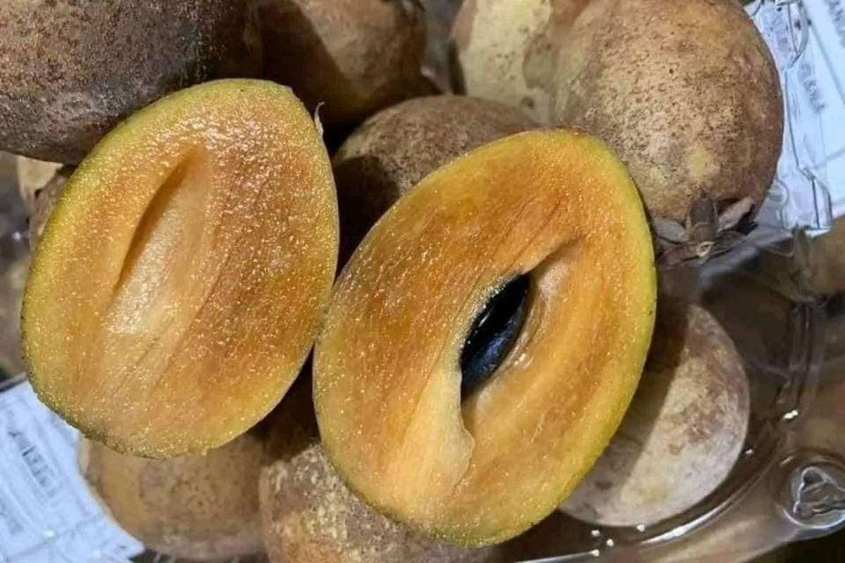 Chikoo Benefits for Skin: चेहरे पर दिखेगा सोने जैसा निखार, चिकू खाने से त्वचा को मिलेंगे जादुई फायदे