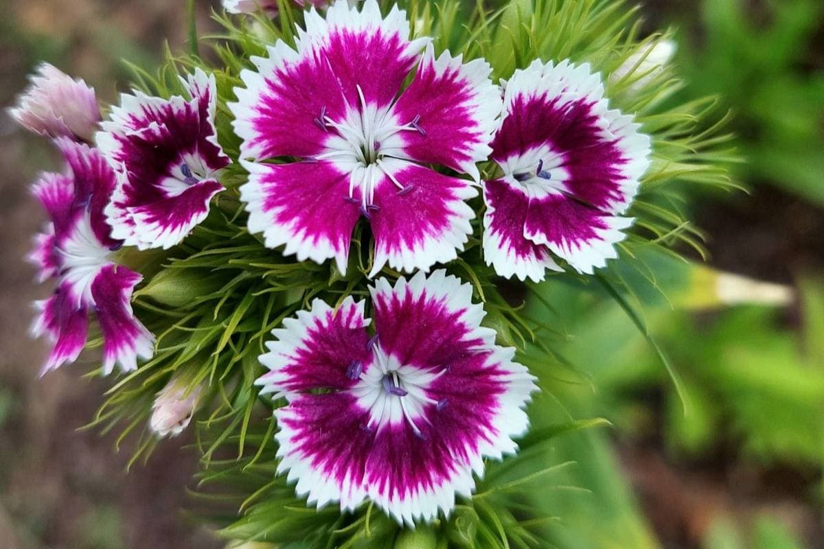Dianthus (Sweet William): डायन्थस