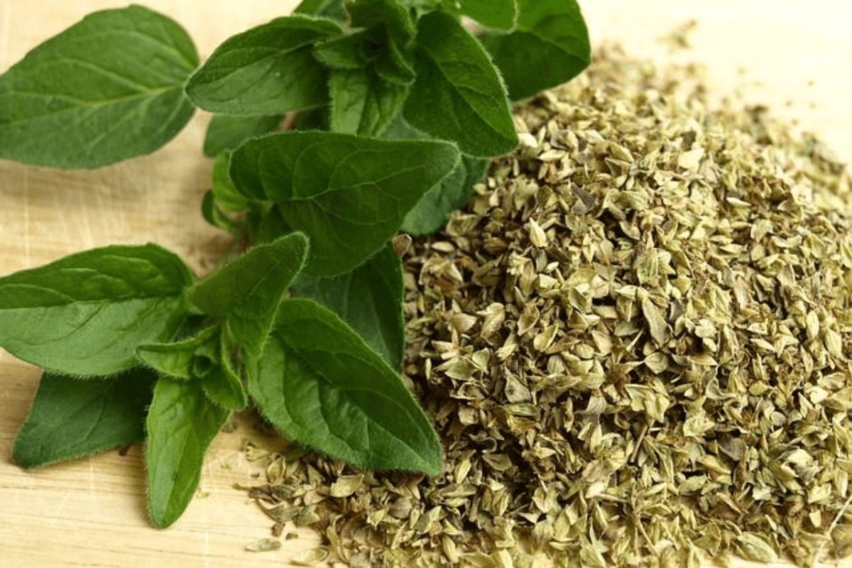 How to Make Oregano at Home: घर पर बनाएं फ्रेश ओरिगैनो – पिज़्ज़ा-पास्ता का स्वाद बढ़ाने वाला यह हर्ब अब घर में ही तैयार करें