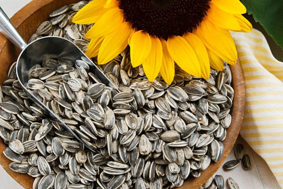 Sunflower Seeds Benefits: हेल्थ के लिए गुणों का भंडार है सूरजमुखी के बीज, खाने से मिलेंगे गजब के फायदे