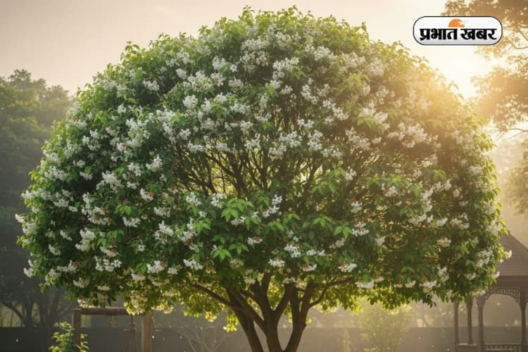 90% लोग नहीं जानते होंगे, स्वर्ग का पेड़ किसे कहा जाता है?