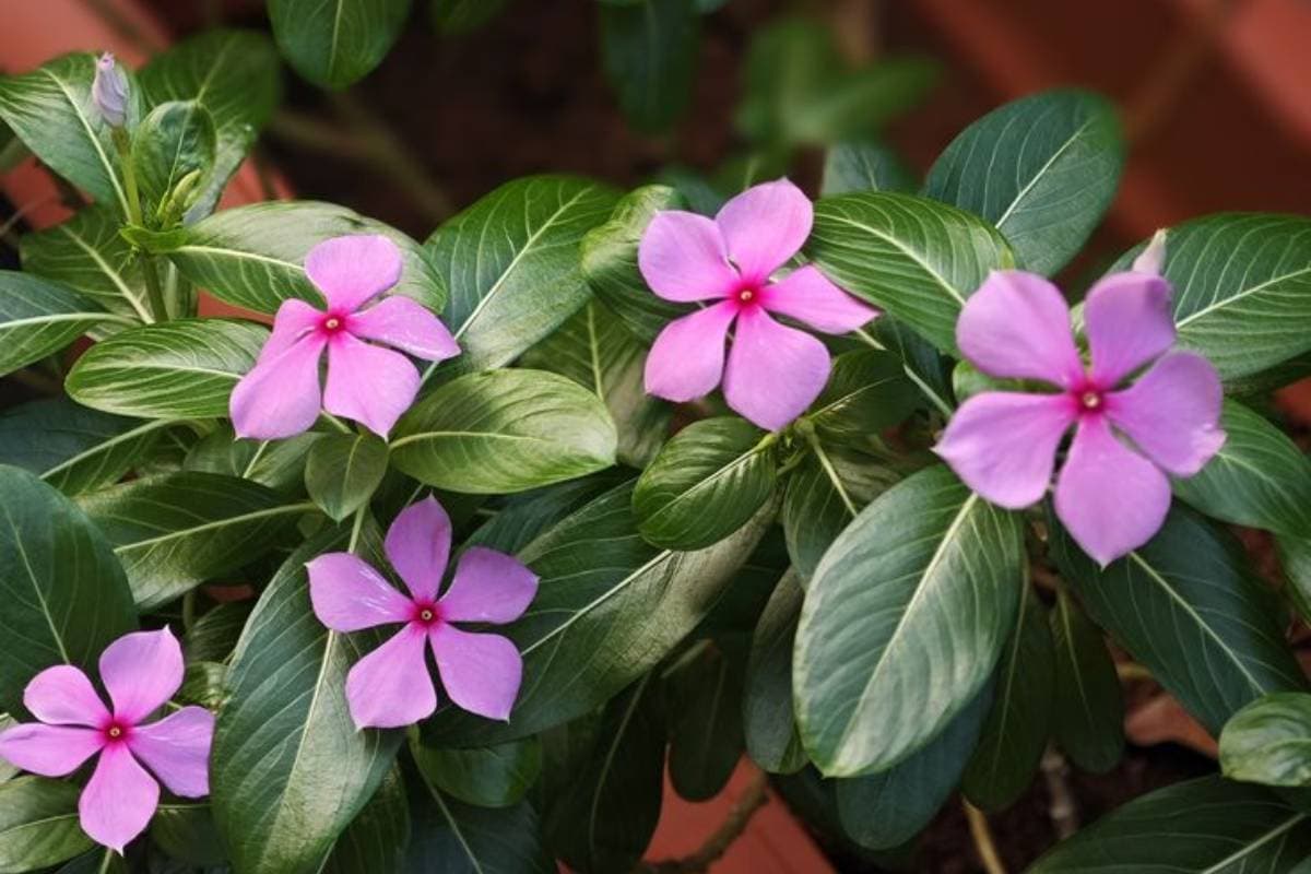 Vinca: सदाबहार या नयनतारा