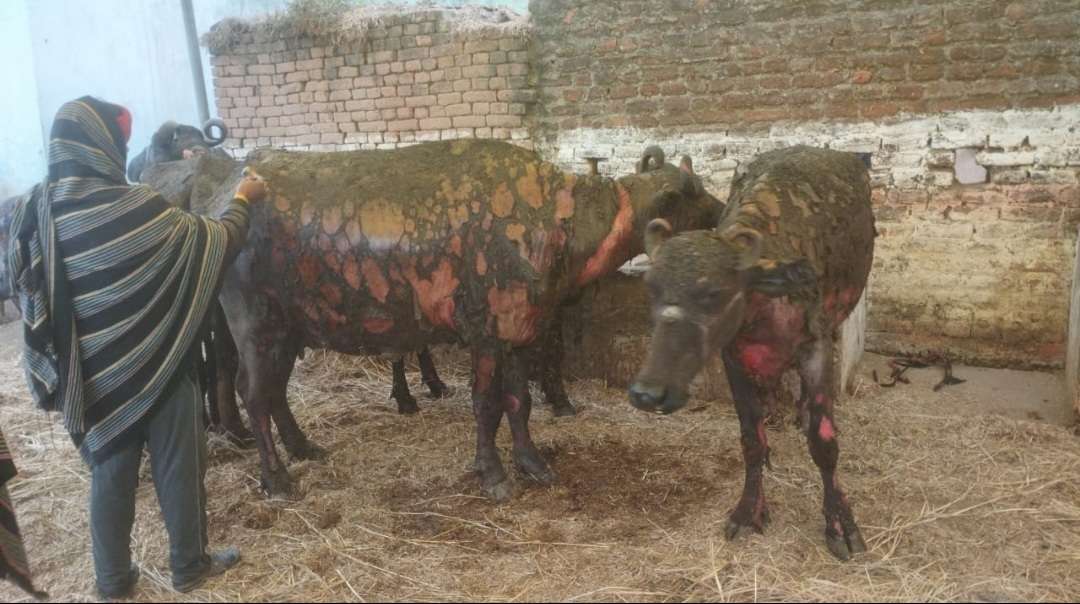 गौशाला में लगी आग, तीन भैंस व तीन बच्चे जले