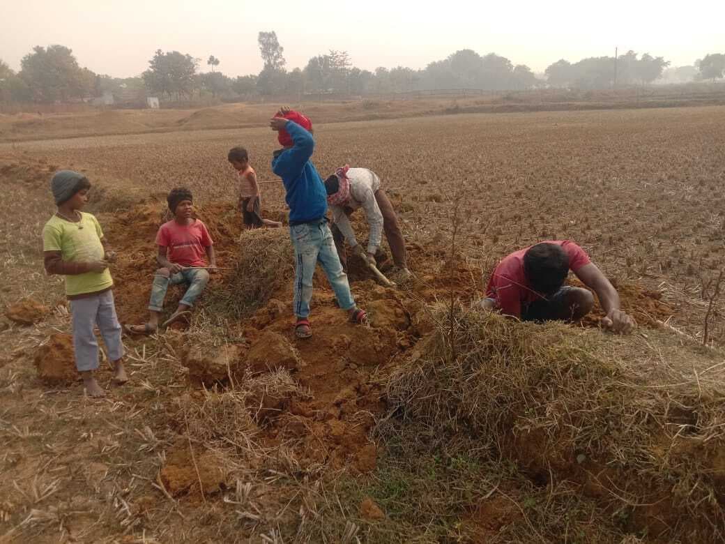 खेतों व जंगलों में शिकार के साथ धूमधाम से मनाया गया सोहराय खेतों व जंगलों में शिकार के साथ धूमधाम से मनाया गया सोहराय