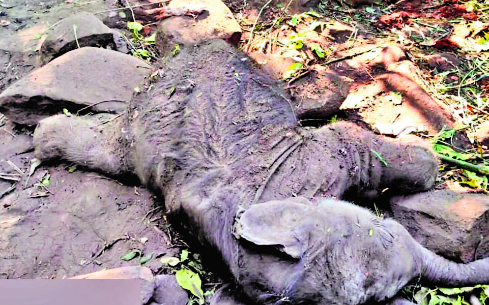Rourkela News : केल्लो रिजर्व फॉरेस्ट से हाथी का मृत बच्चा बरामद, जांच के लिए नमूने भेजे गये